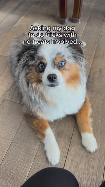 iPaw - 100%純天然地瓜乾 (Sweet Potato Chews)